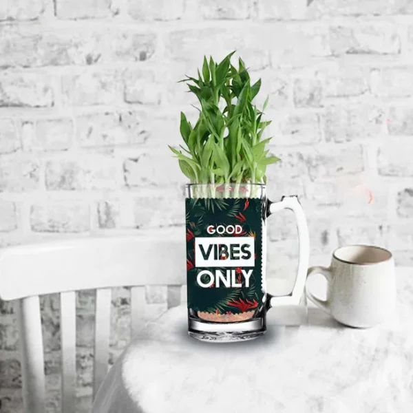 good vibes only Lucky Bamboo Indoor Plants